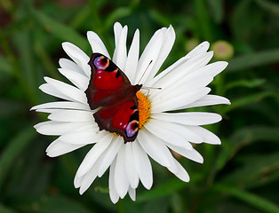 Image showing Palin eyes butterfly.