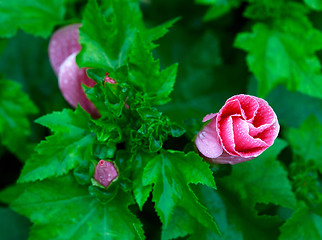 Image showing Mallow flower.