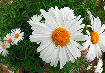 Image showing Chamomile.