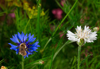 Image showing Cornflowers.