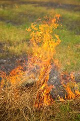 Image showing Burning dry grass