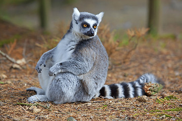 Image showing Lemur