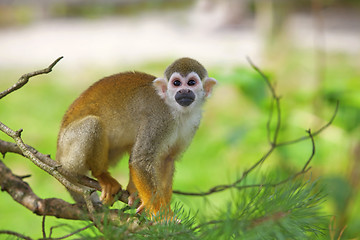 Image showing Common squirrel monkey