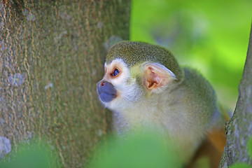 Image showing Common squirrel monkey