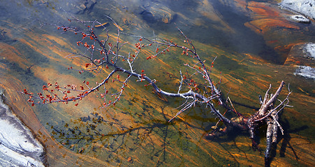 Image showing Floating branch