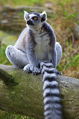 Image showing Lemur