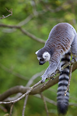 Image showing Lemur