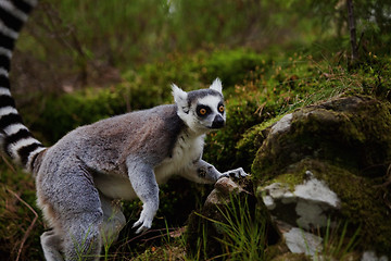 Image showing Lemur