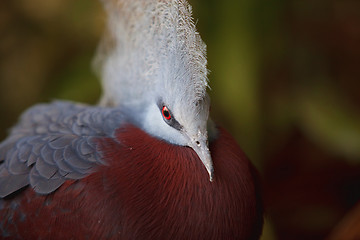 Image showing Southern Crowned Pigeon