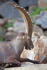 Image showing Alpine Ibex