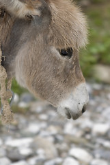 Image showing Serbian donkey