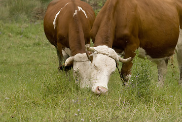 Image showing Cows