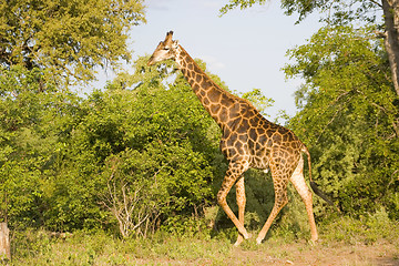 Image showing Giraffe