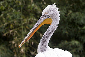 Image showing Pelican