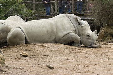 Image showing rhinoceros