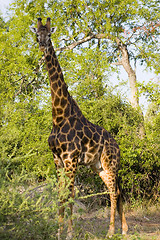 Image showing Giraffe