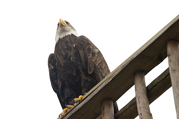 Image showing majestic eagle