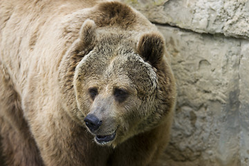 Image showing Grizzly bear