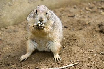 Image showing cute prarie dog