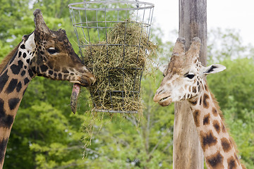 Image showing giraffe