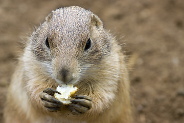 Image showing cute prarie dog