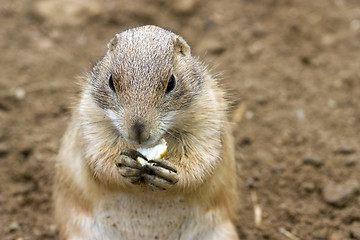 Image showing cute prarie dog