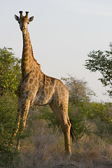 Image showing Giraffe