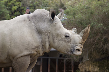 Image showing rhinoceros