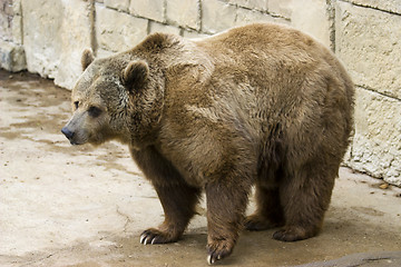 Image showing Grizzly bear