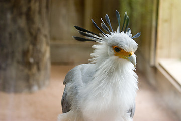 Image showing tropical bird