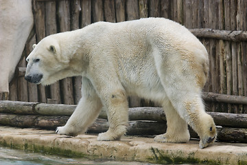 Image showing Polar bear