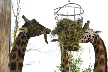 Image showing giraffe