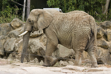 Image showing elephant 