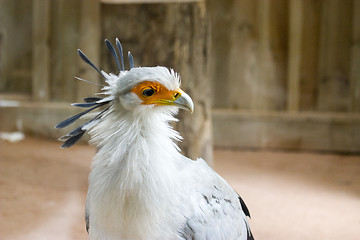 Image showing tropical bird