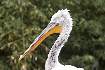 Image showing Pelican