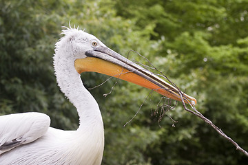 Image showing Pelican