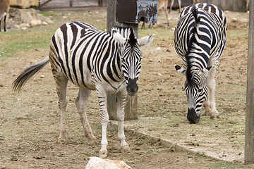 Image showing Zebra