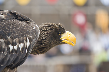 Image showing majestic eagle