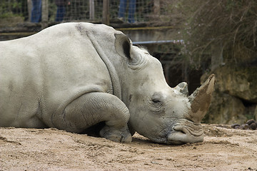 Image showing rhinoceros