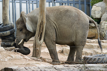 Image showing elephant 