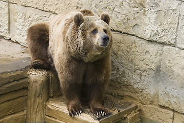 Image showing Grizzly bear