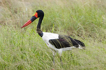 Image showing Saddle-billed stork