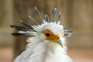 Image showing tropical bird