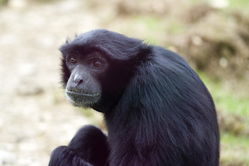 Image showing Monkey