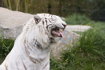 Image showing White tiger