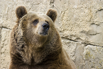 Image showing Grizzly bear