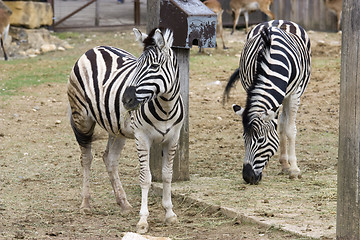 Image showing Zebra