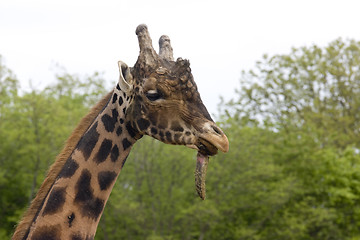 Image showing giraffe