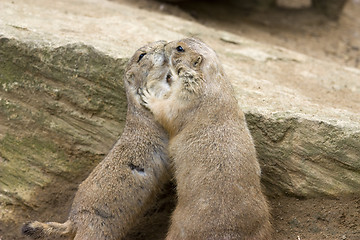 Image showing cute prarie dog