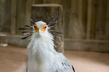 Image showing tropical bird
